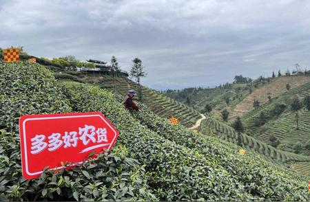 借力新电商，四川雅安的“千年贡茶”如何走出大山并入选“多多好农货”？